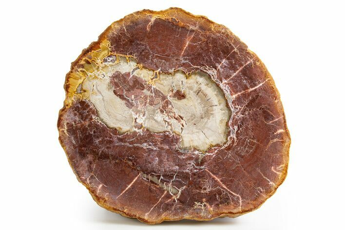 Beautiful Petrified Wood (Araucaria) Round - Madagascar #325554